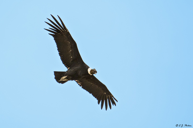 Andean Condor, Patagonia, Chile