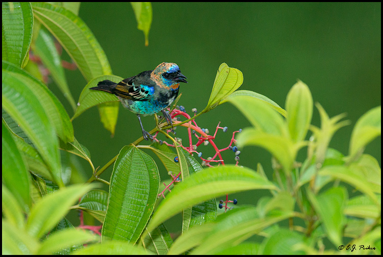 Golden-hooded Tanager, Costa Rica