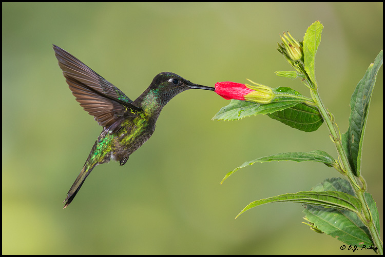 Talamanca Hummingbird, Costa Rica