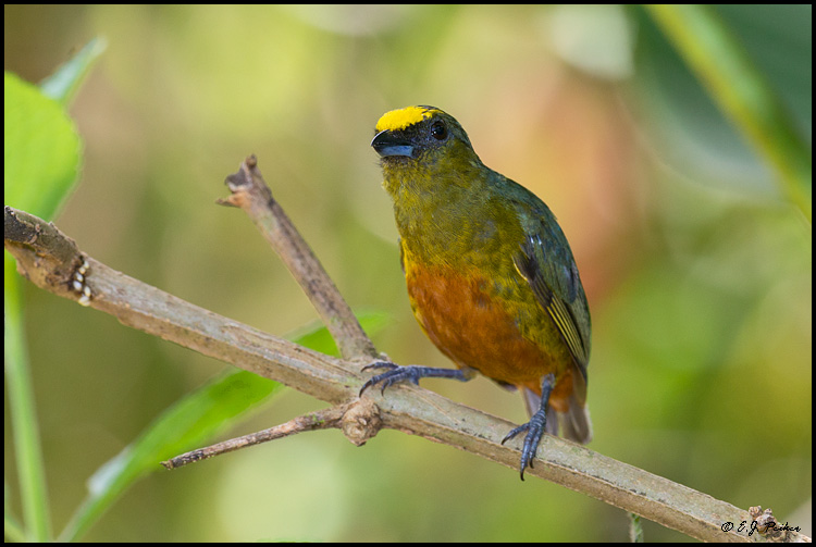 Olive-backed Euphonia, Costa Rica