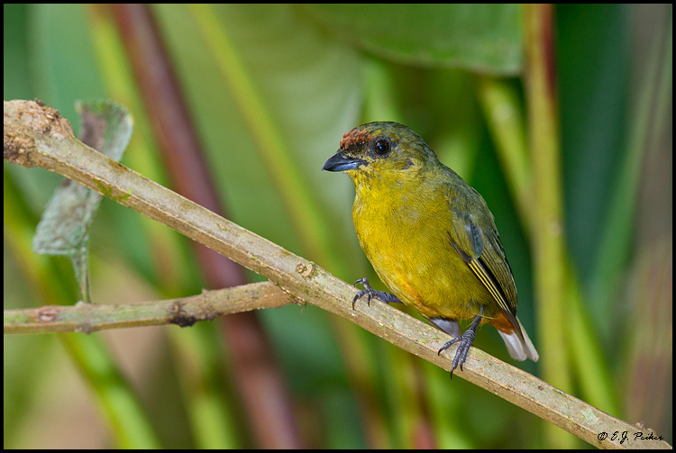 Olive-backed Euphonia, Costa Rica