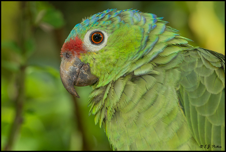 Red-lored Parrot, Costa Rica