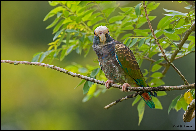 White-crowned Parrot, Costa Rica