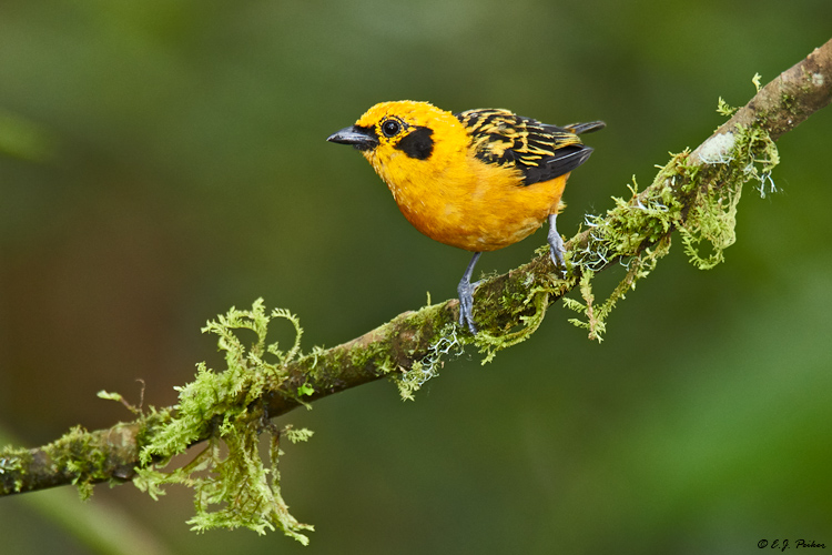 Golden Tanager, Ecuador