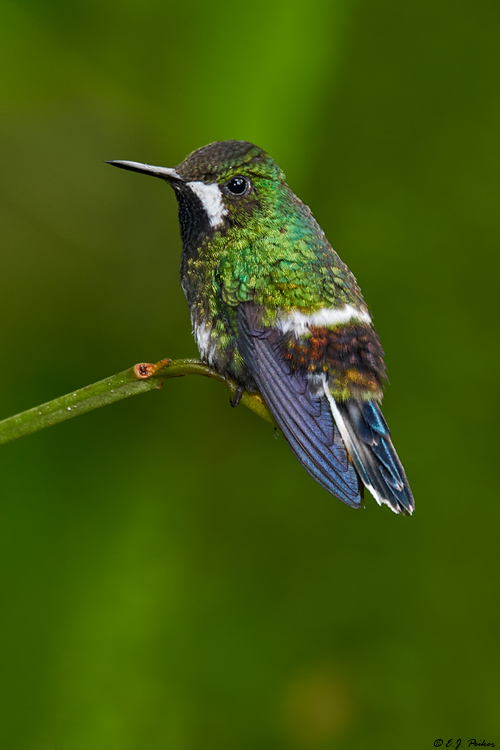 Green Thorntail, Ecuador