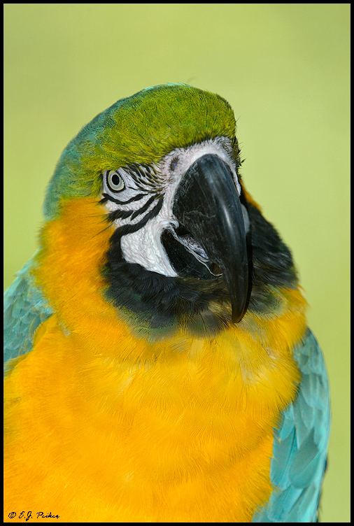 Blue-gold Macaw