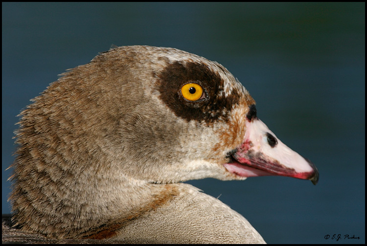 Egyptian Goose, Miami, FL
