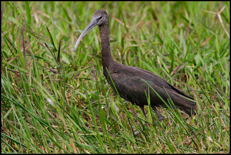 Glossy Ibis, Everglades NP, FL