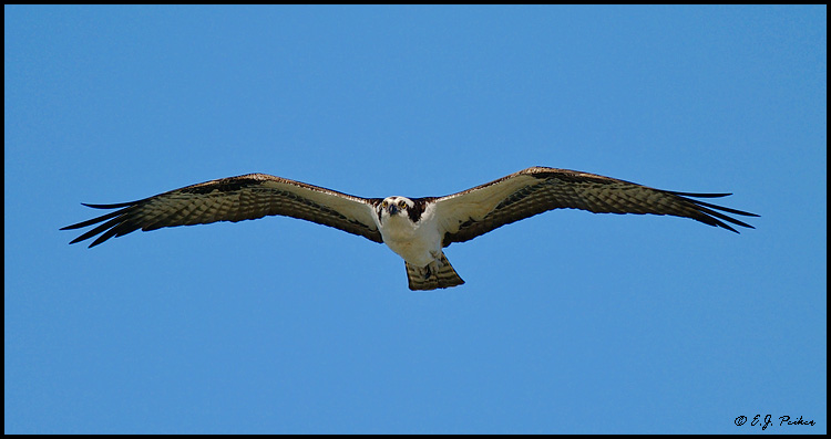 Osprey, Sanibel Island, FL