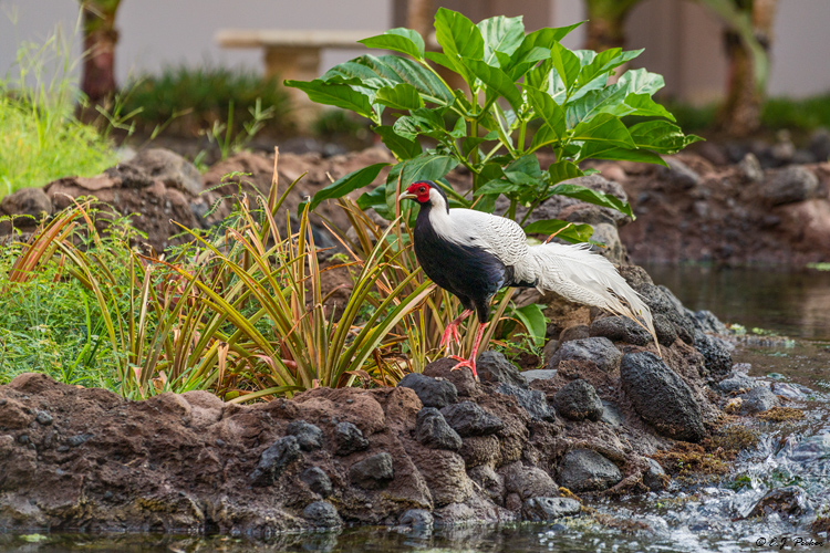 Silver Pheasant, Hawaii