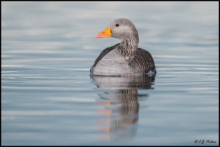 Graylag Goose, Iceland