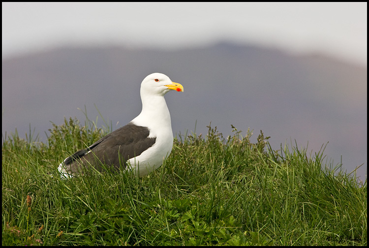 Lesser Black-backed Gull, Iceland