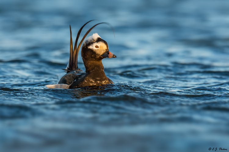 Long-tailed Duck, Iceland