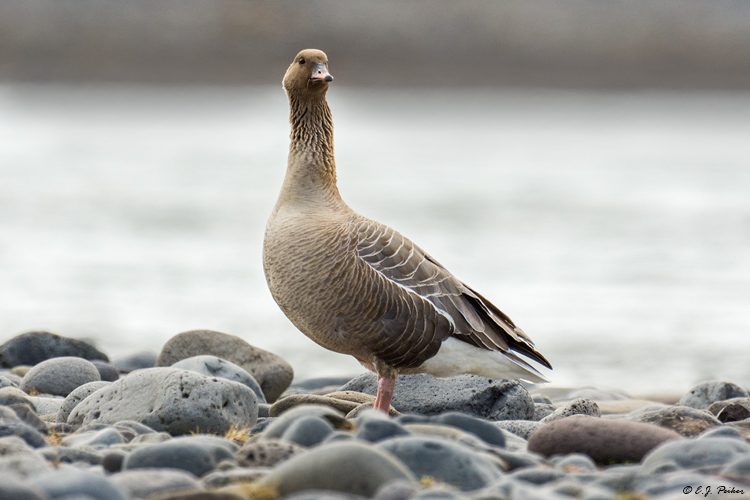 Pink-footed Goose, Nordurland, Iceland