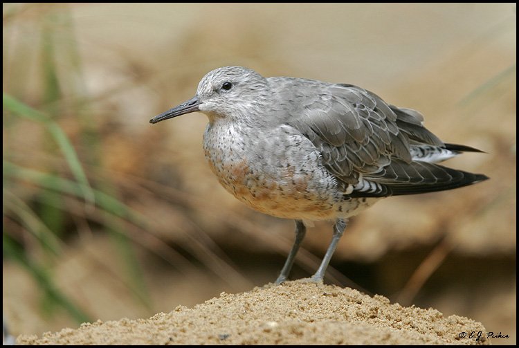 Red Knot, Chicago, IL