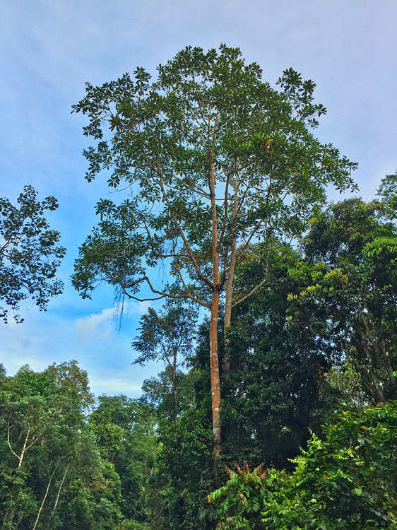 Panti Forest, Malaysia