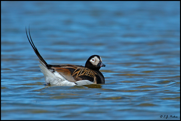 Long-tailed Duck, Churchill, MB