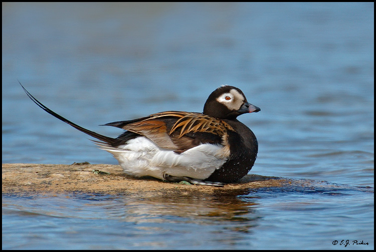 Long-tailed Duck, Churchill, MB