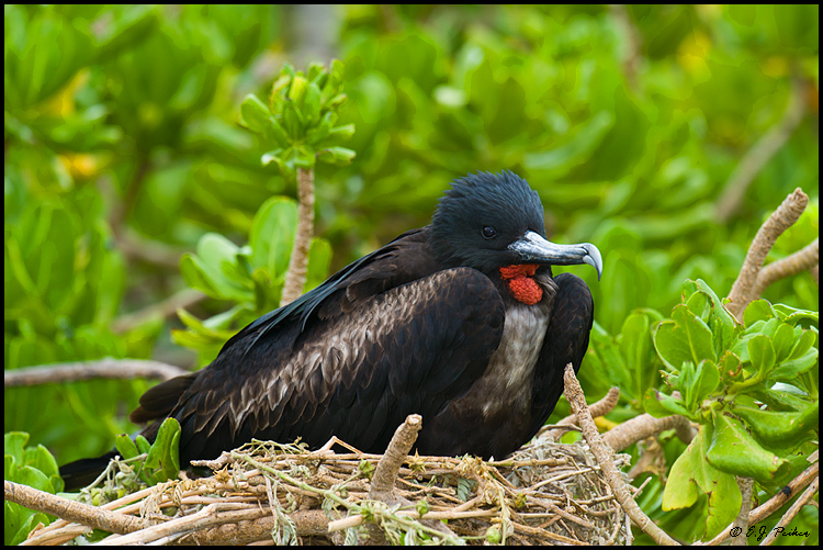 Great Frigatebird, Midway Atoll