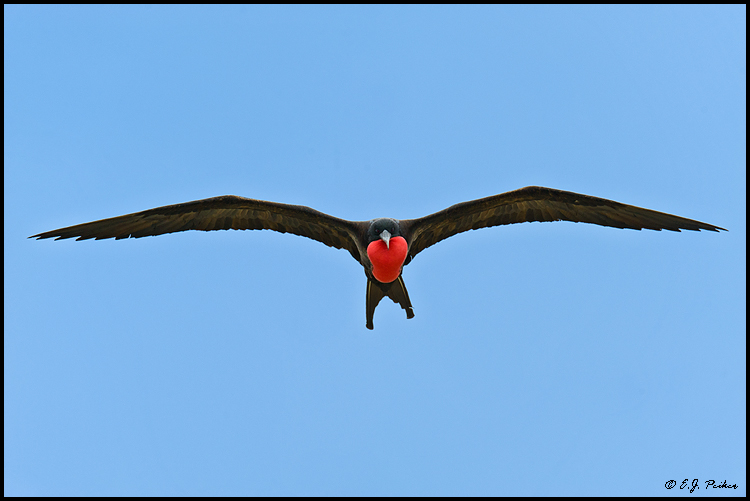 Great Frigatebird, Midway Atoll