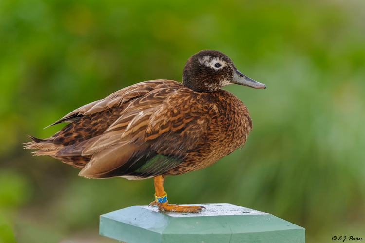 Laysan Duck, Midway Atoll