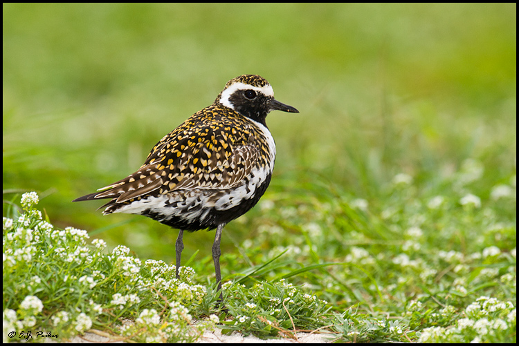 Pacific Golden Plover, Midway Atoll