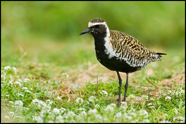 Pacific Golden Plover, Midway Atoll