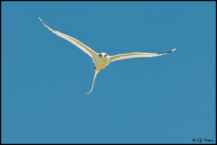 White-tailed Tropicbirdl, Midway Atoll