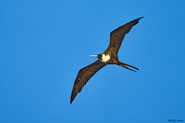 Magnificent Frigatebird, Puerto Morelos, QR, MEX