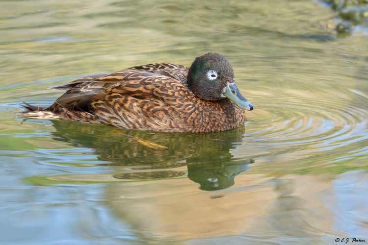 Laysan Duck
