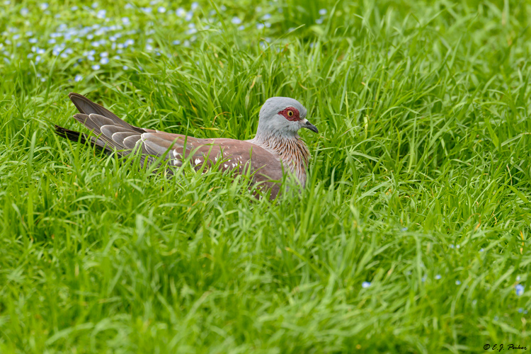 Triangular-spotted Pigeon