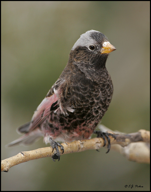 Black Rosy-Finch, Sandia Crest, NM