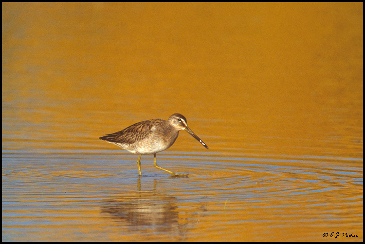 Long-billed Dowitcher, Bosque del Apache NWR, NM
