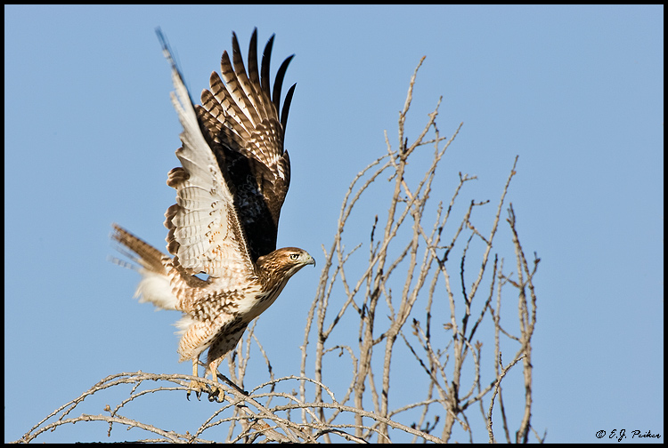 Red-tail Hawk, Bosque del Apache NWR, NM