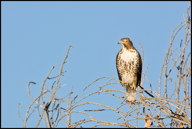 Red-tail Hawk, Bosque del Apache NWR, NM