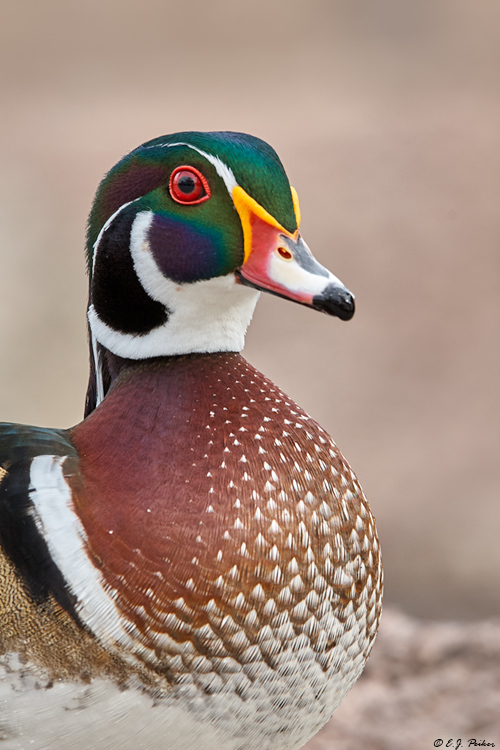 Wood Duck, Albuquerque, NM