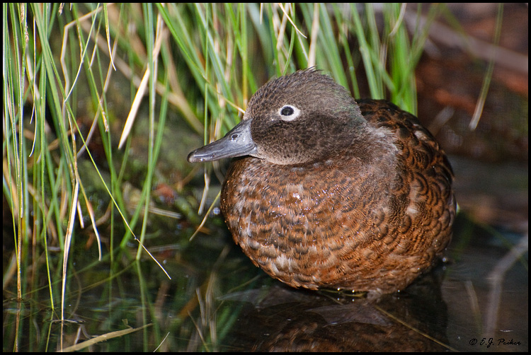 Campbell Island Teal, New Zealand