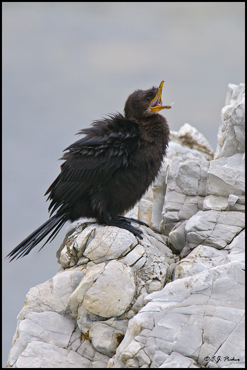 Little Black Cormorant (Shag), New Zealand