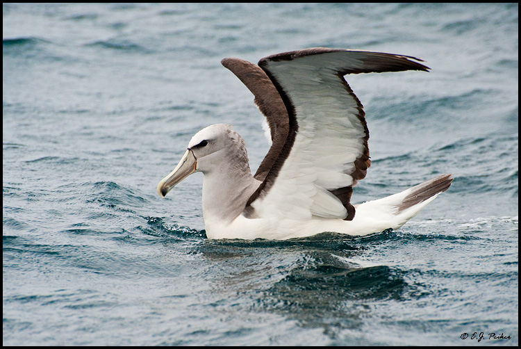 Salvin's Albatross (Shy Mollymawk), New Zealand