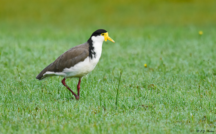 Spur-winged Plover, New Zealand