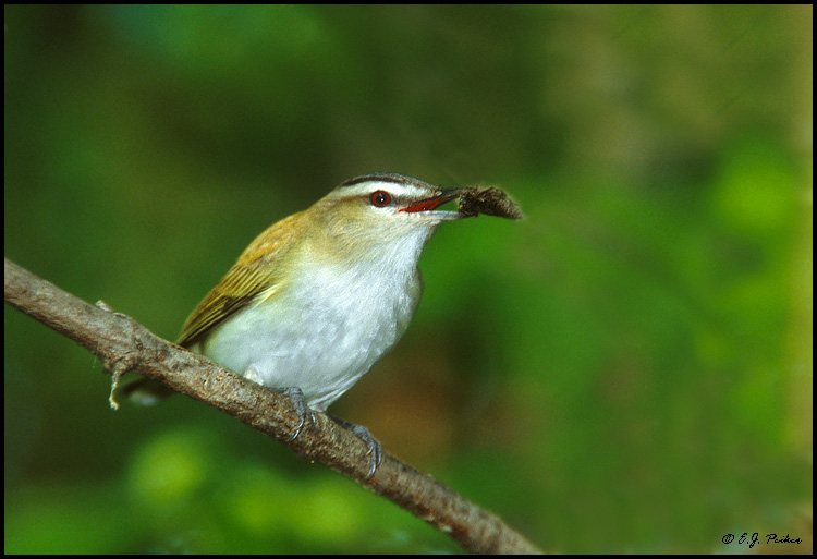 Red-eyed Vireo, OH
