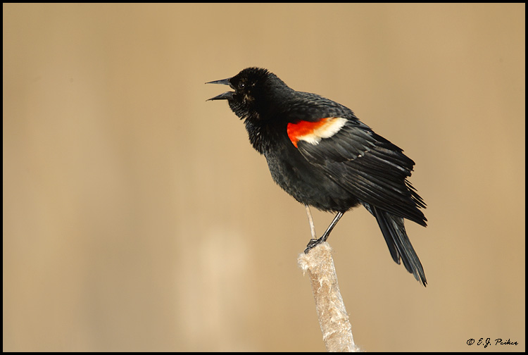 Red-winged Blackbird, Pt. Pelee, ON