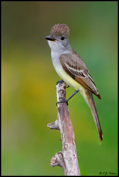 Ash-throated Flycatcher, Roma, TX