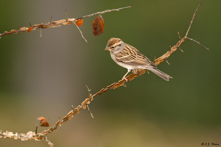 Chipping Sparrow, Spring, TX