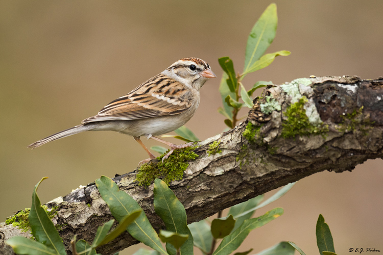 Chipping Sparrow, Spring, TX