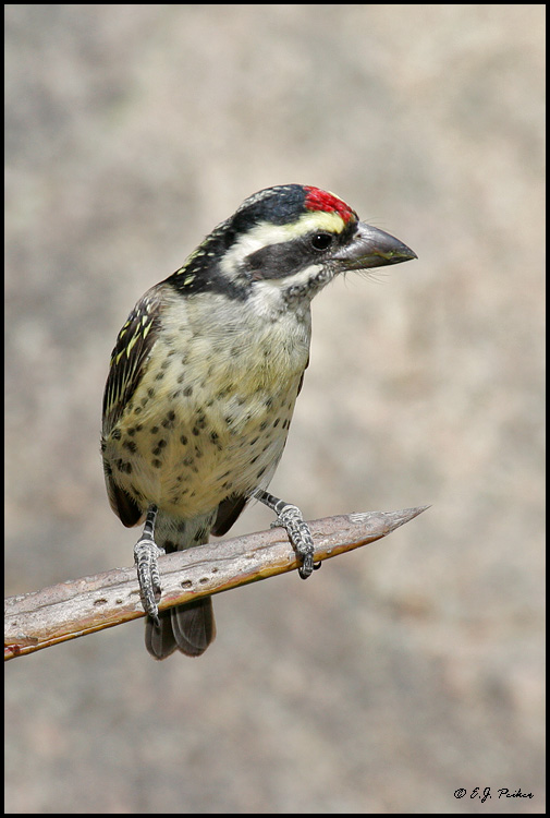 Red-fronted Barbet, Tanzania