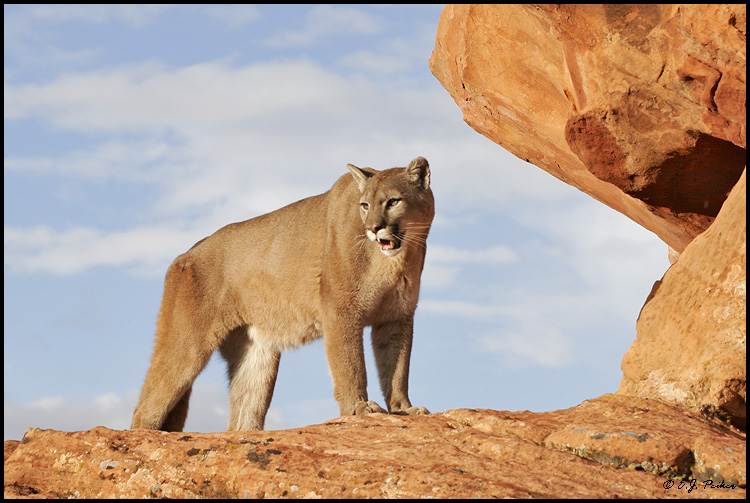 Cougar (Mountain Lion) (c), UT