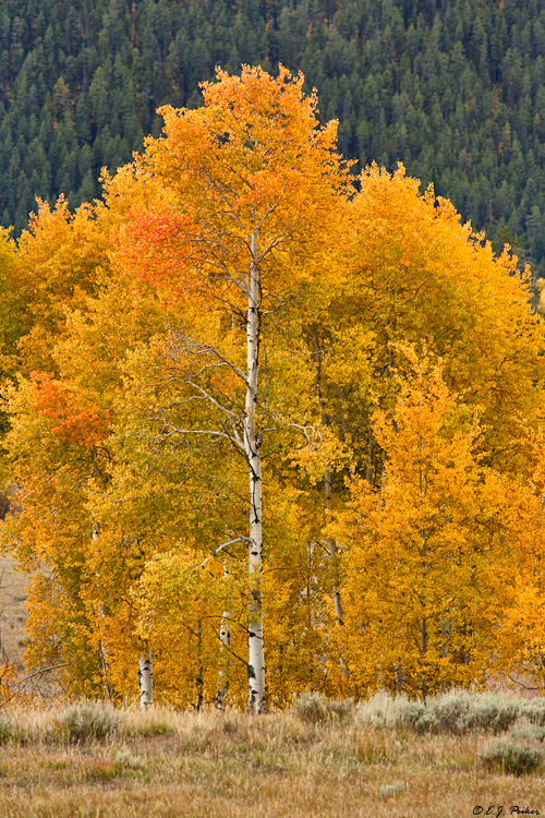 Fall Color, Grand Teton NP, WY