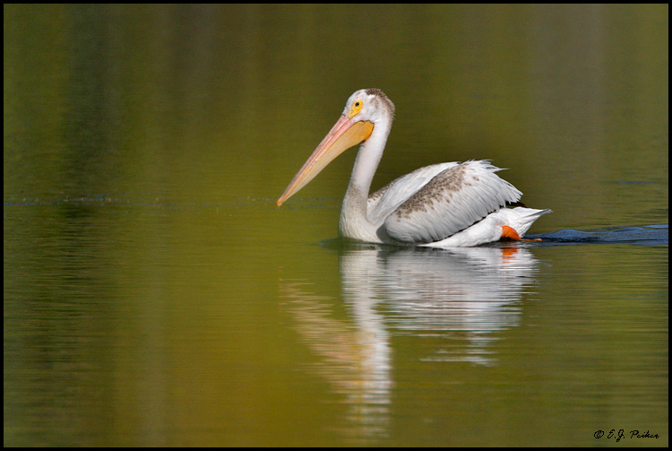 White Pelican, Yellowstone NP, WY