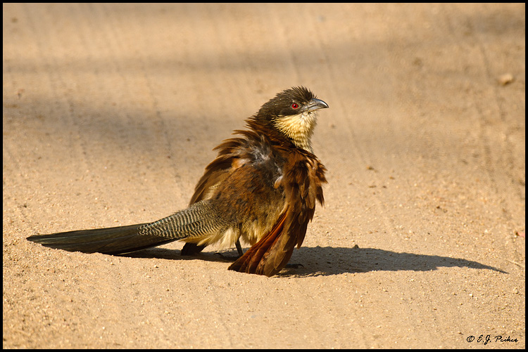 Burchell's Coucal, South Africa